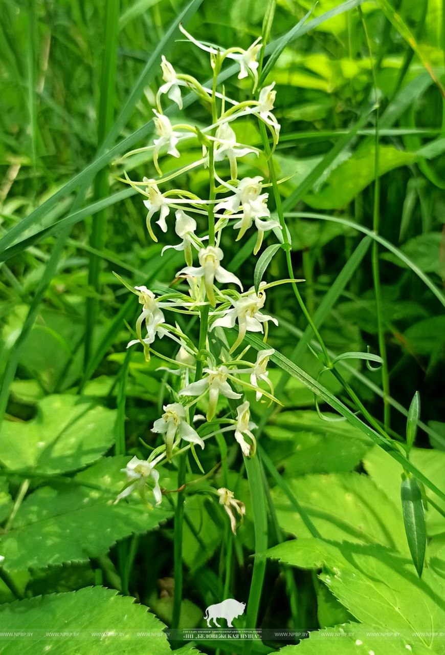 Platanthera chlorantha