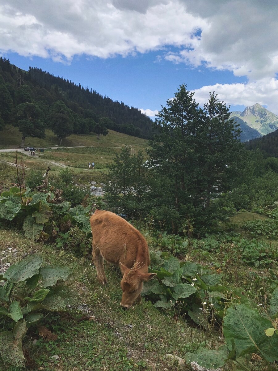 Джип тур Альпийские Луга Абхазия
