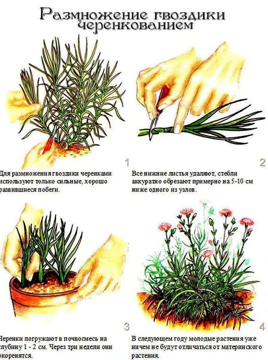 Черенкуем самшит