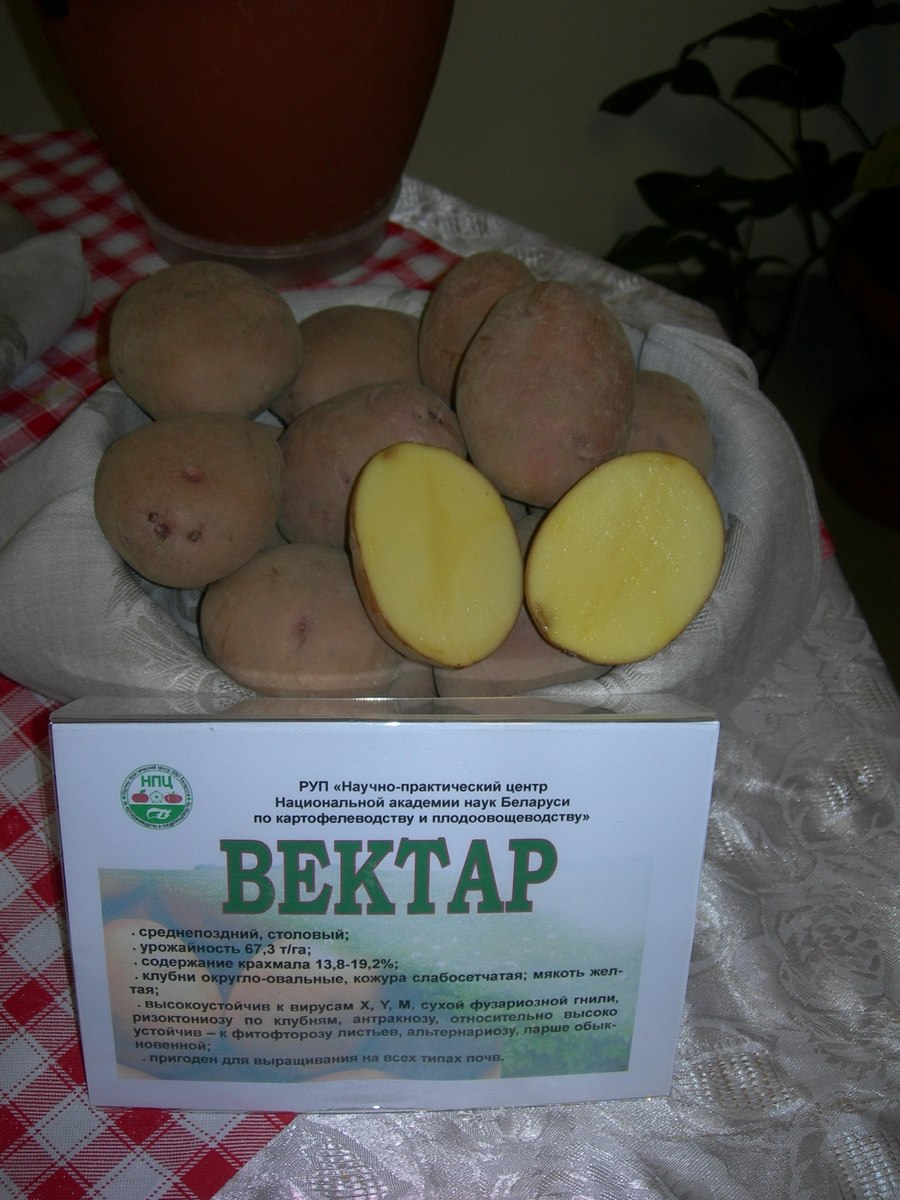 Картофель Лазарь купить