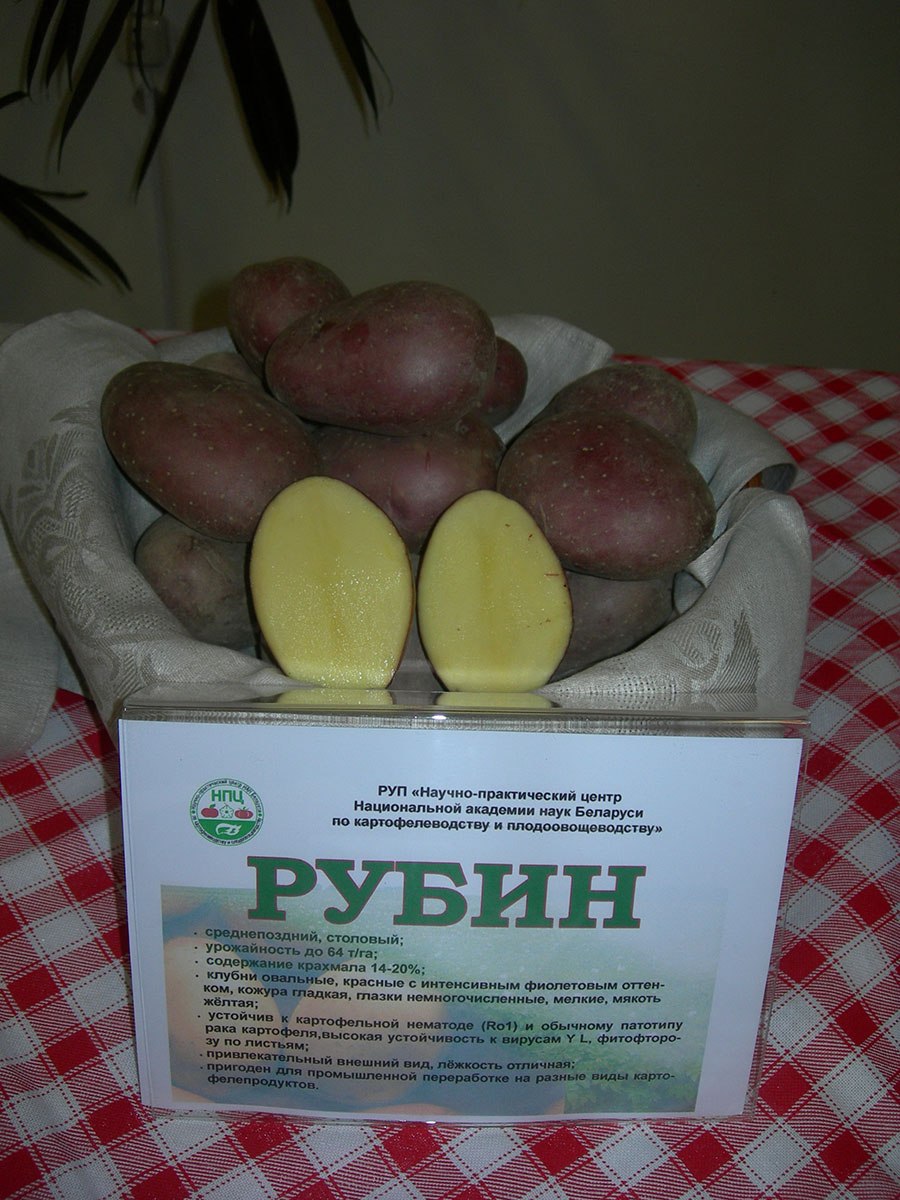 Картофель устойчивый к фитофторозу сорта