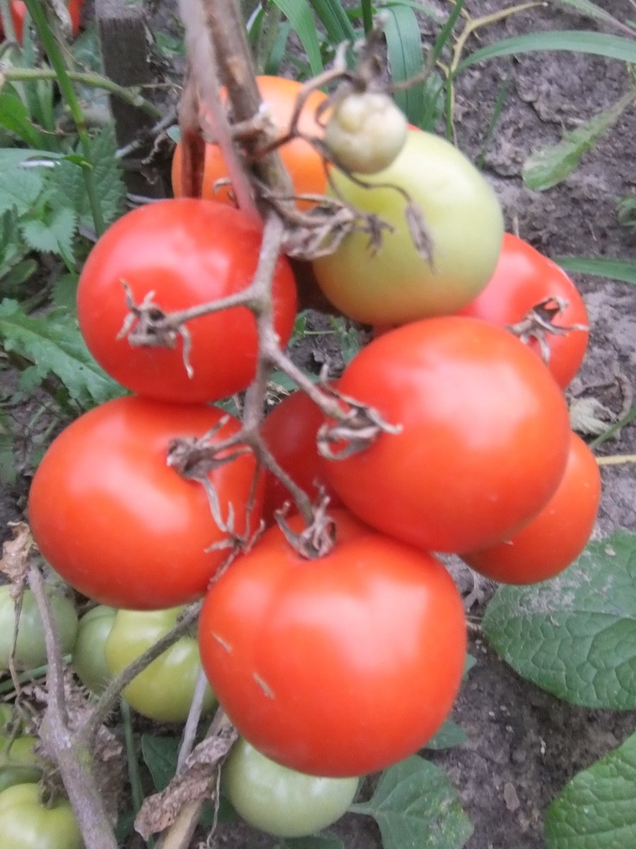 Томат Камелот f1 5 шт