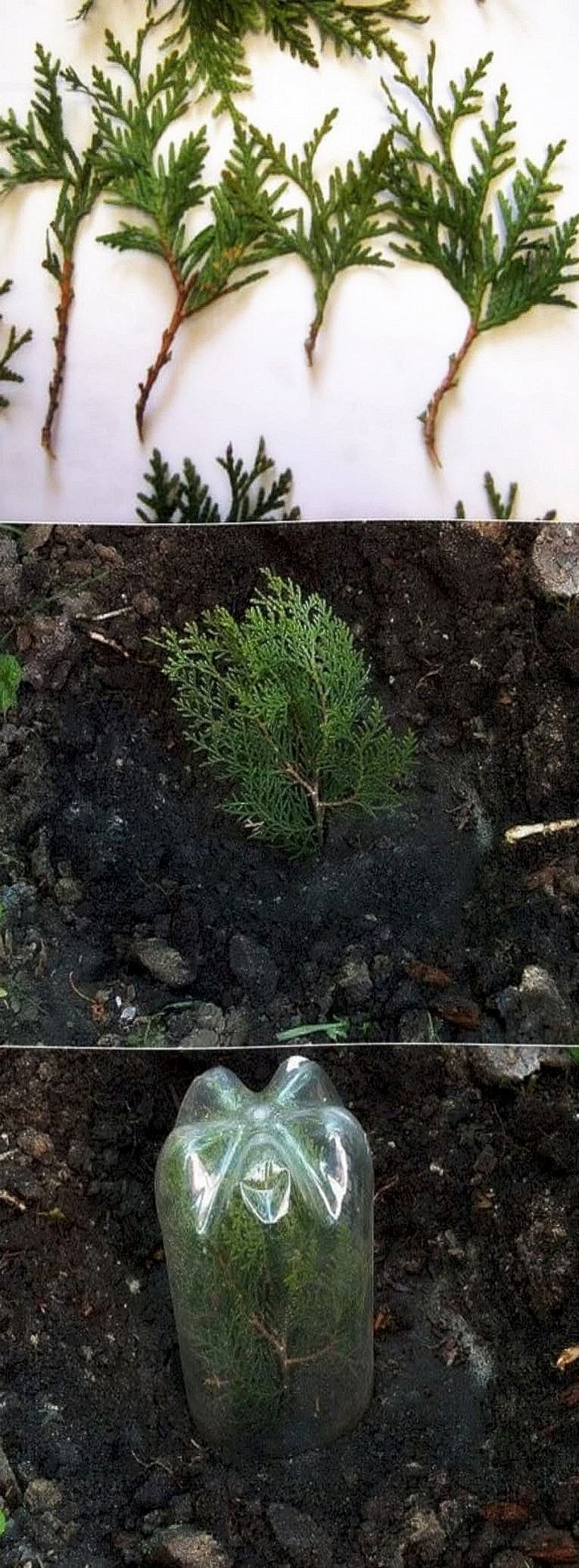 Укоренение черенков туи