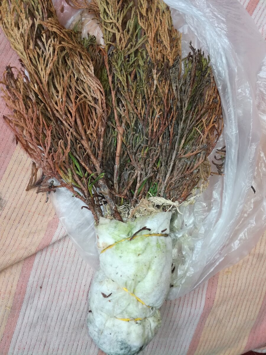 Можжевельник чешуйчатый Gold Tip