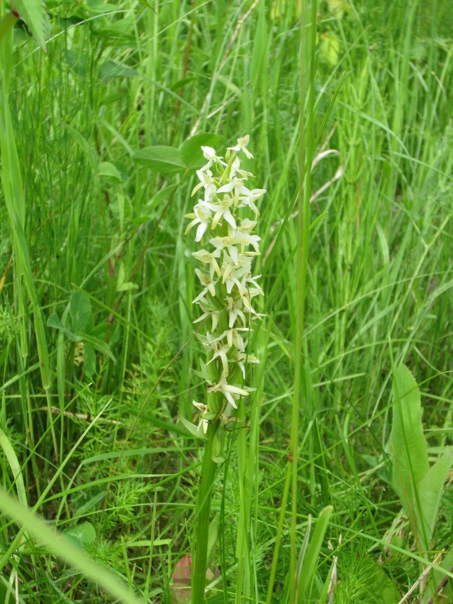 Любка двудомная