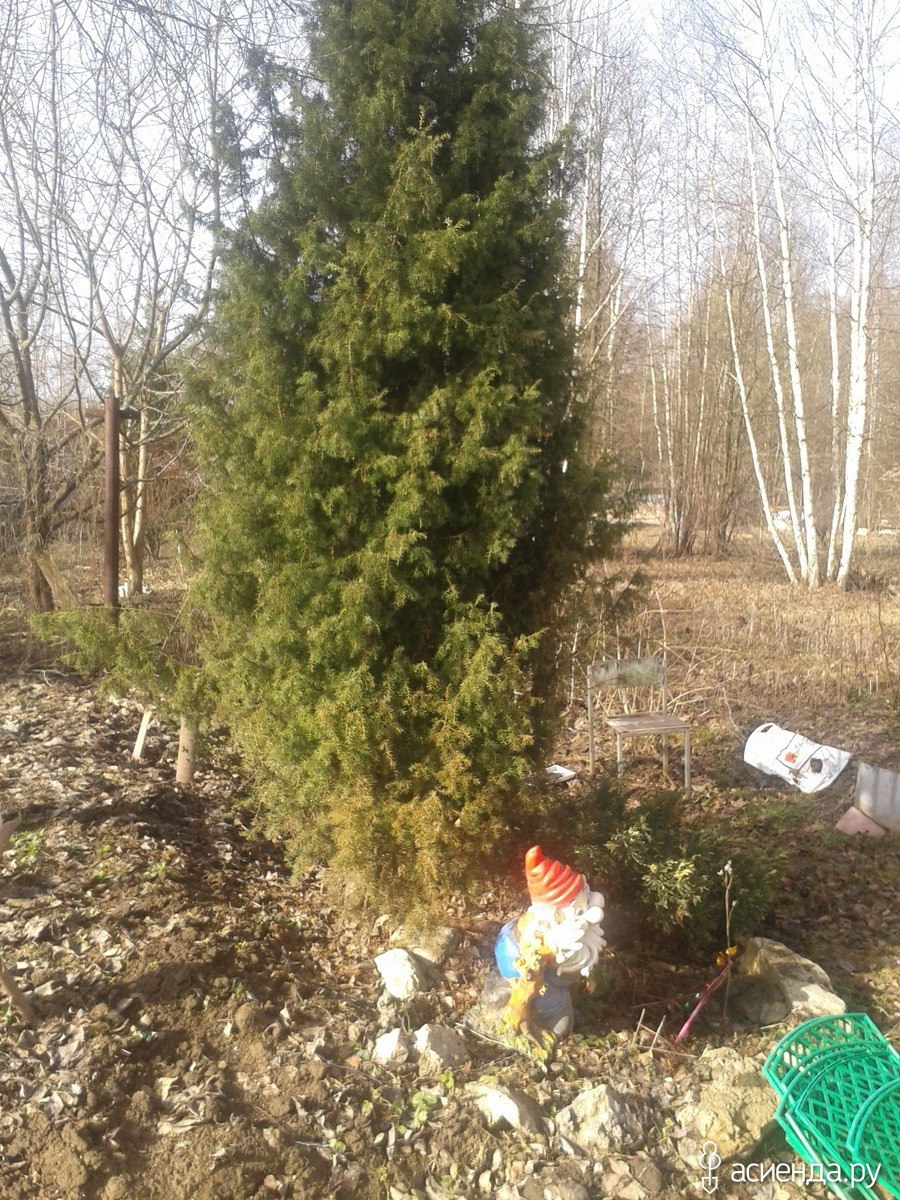 Можжевельник дикий Лесной