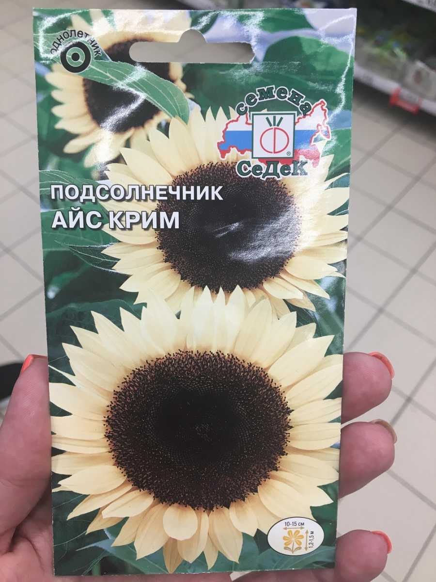 Сообщение о подсолнечнике 4 класс окружающий мир