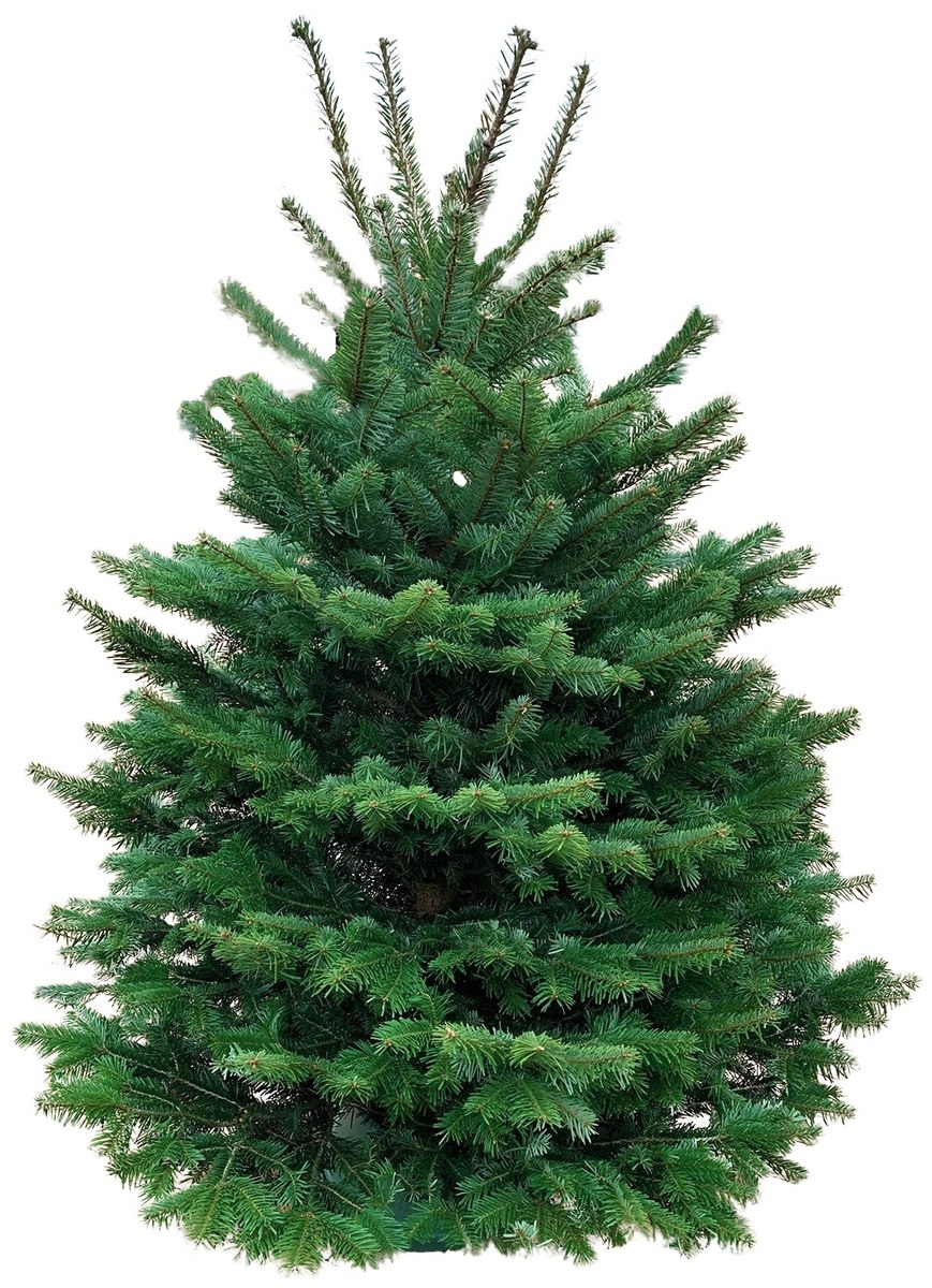 Пихта Нордмана Датская ель