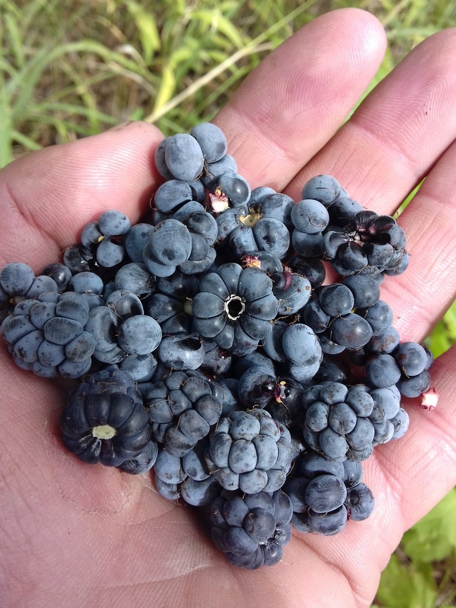 Черника миртолистная