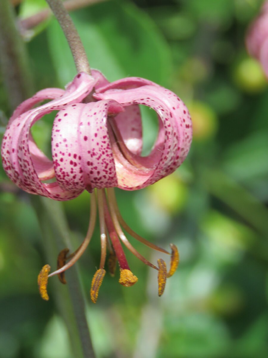 Мартагон Альберта морнинг