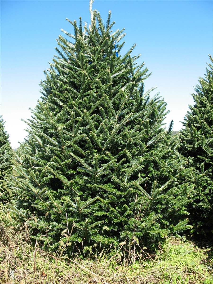 Пихта фразера блю боннет