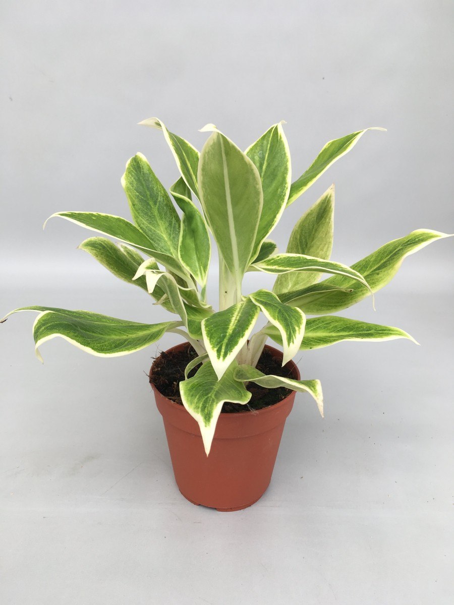 Аглаонема черри Берри