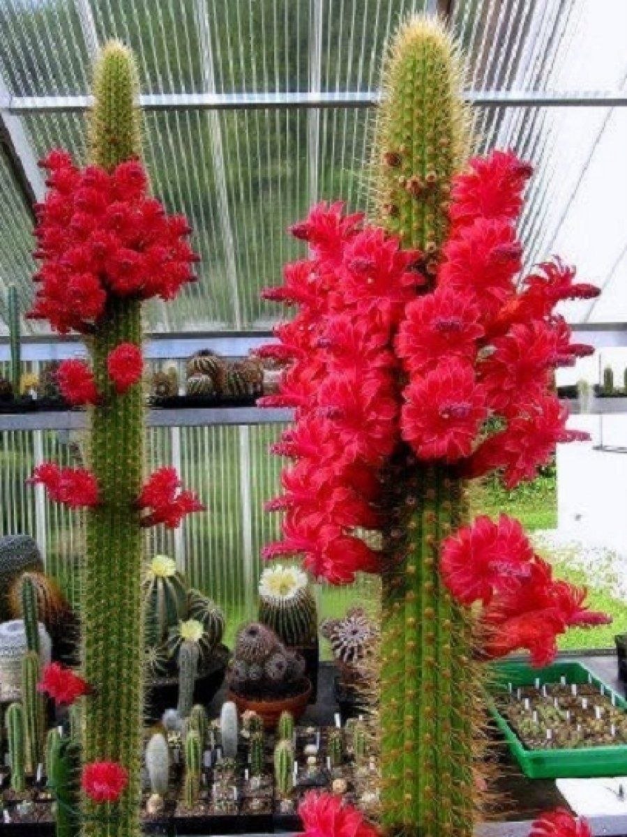 Кактус суккулент микс