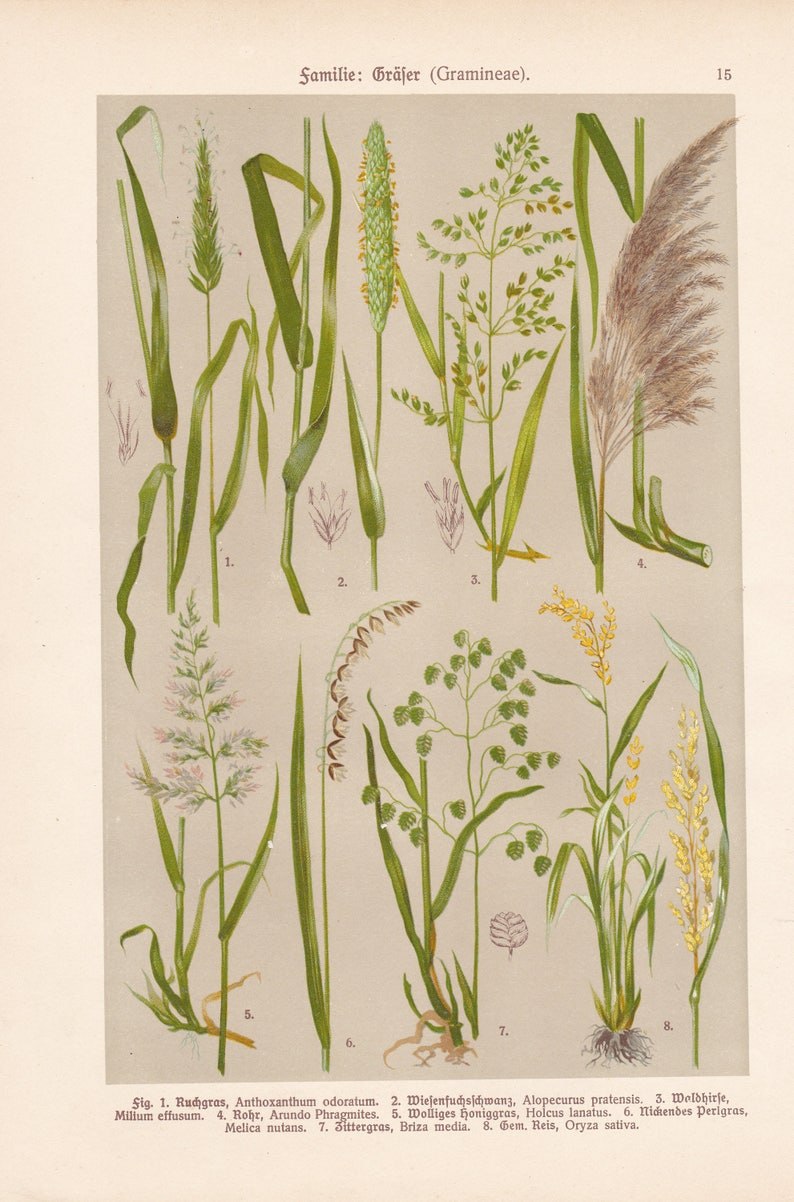 Сорняк с колосками