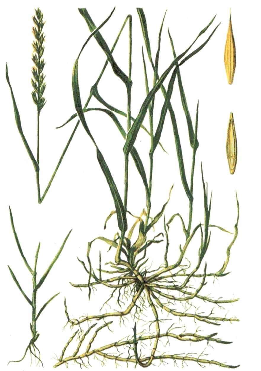 Ежовник обыкновенный