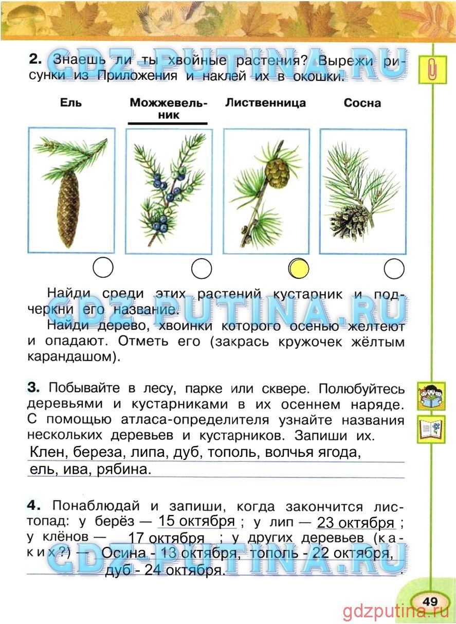 Хвойные деревья названия для детей