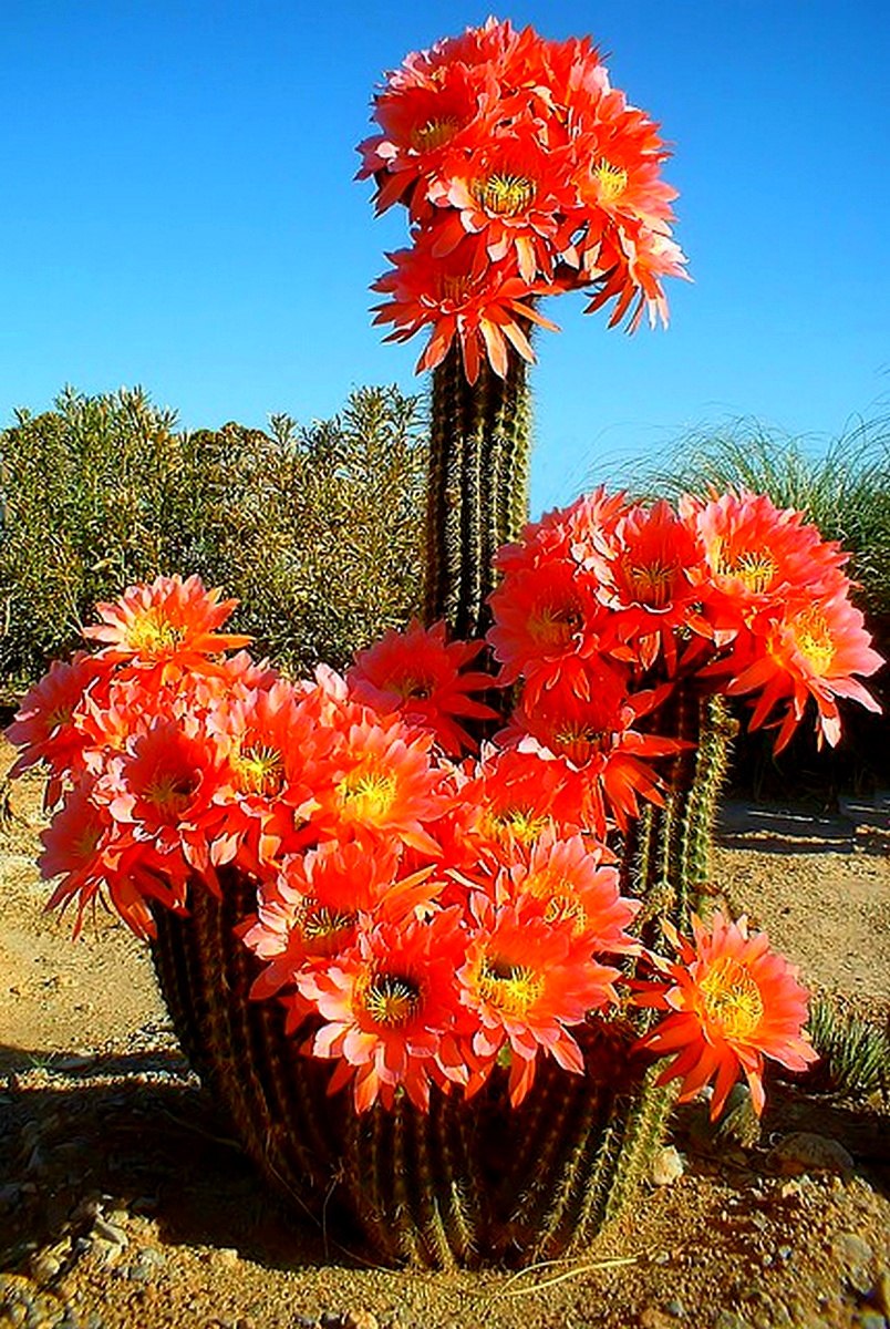 Кактус эхинопсис красивоцветущий