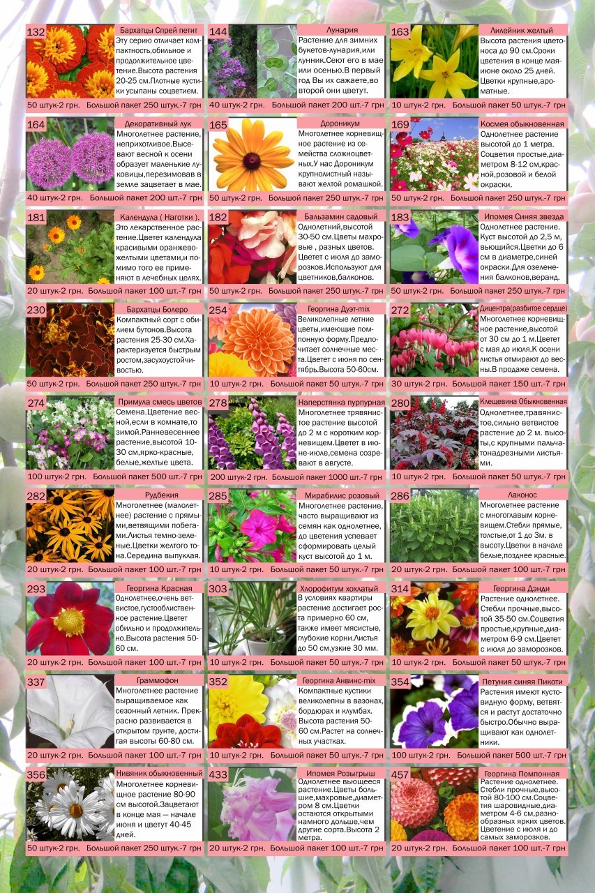 Циния бархатцы ноготки