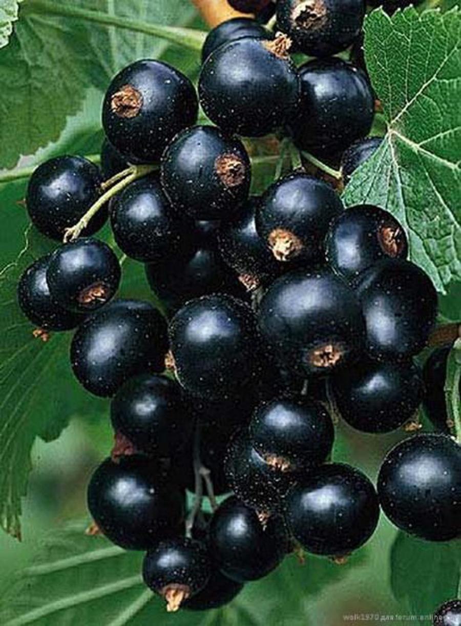 Смородина черная Селеченская 2