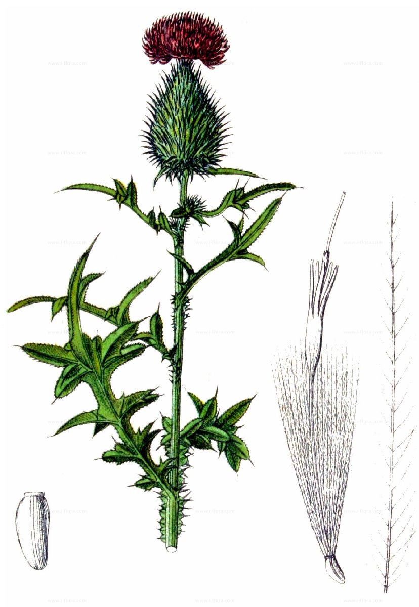 Бодяк полевой (Cirsium arvense)