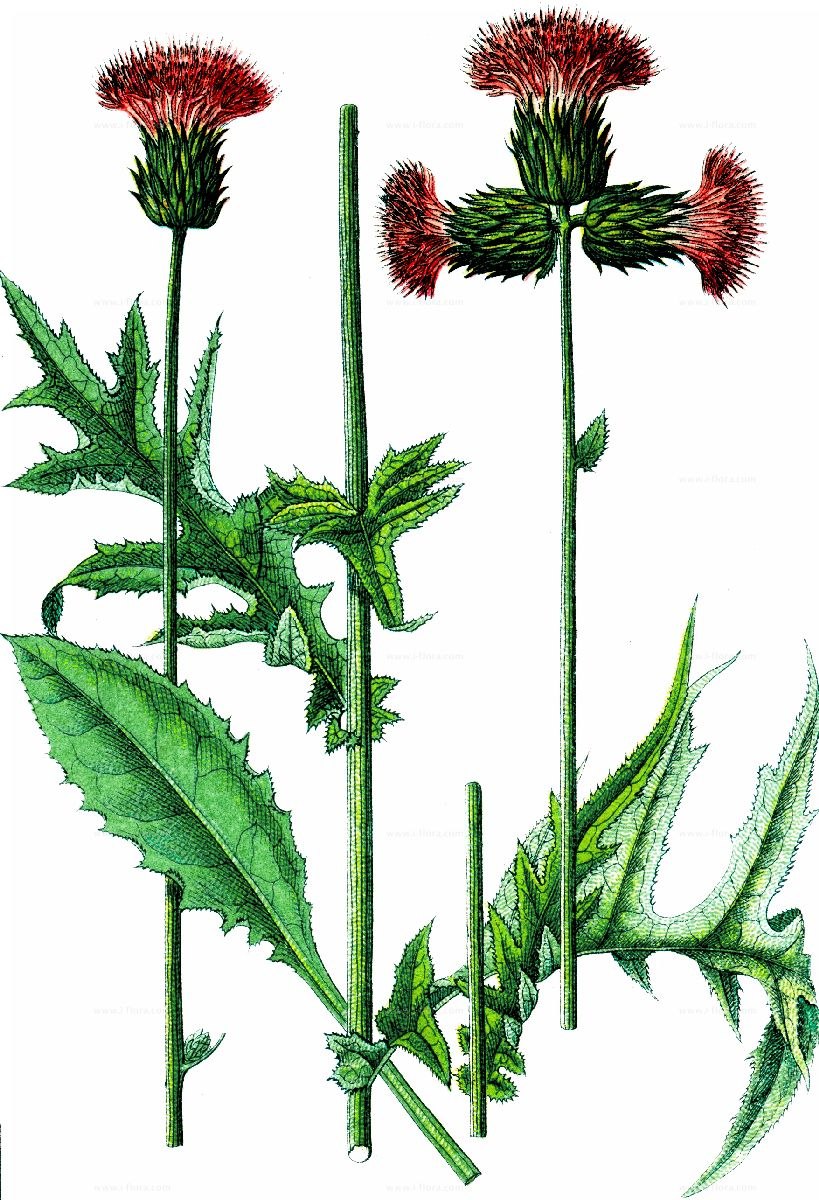 Бодяк Ботаническая иллюстрация