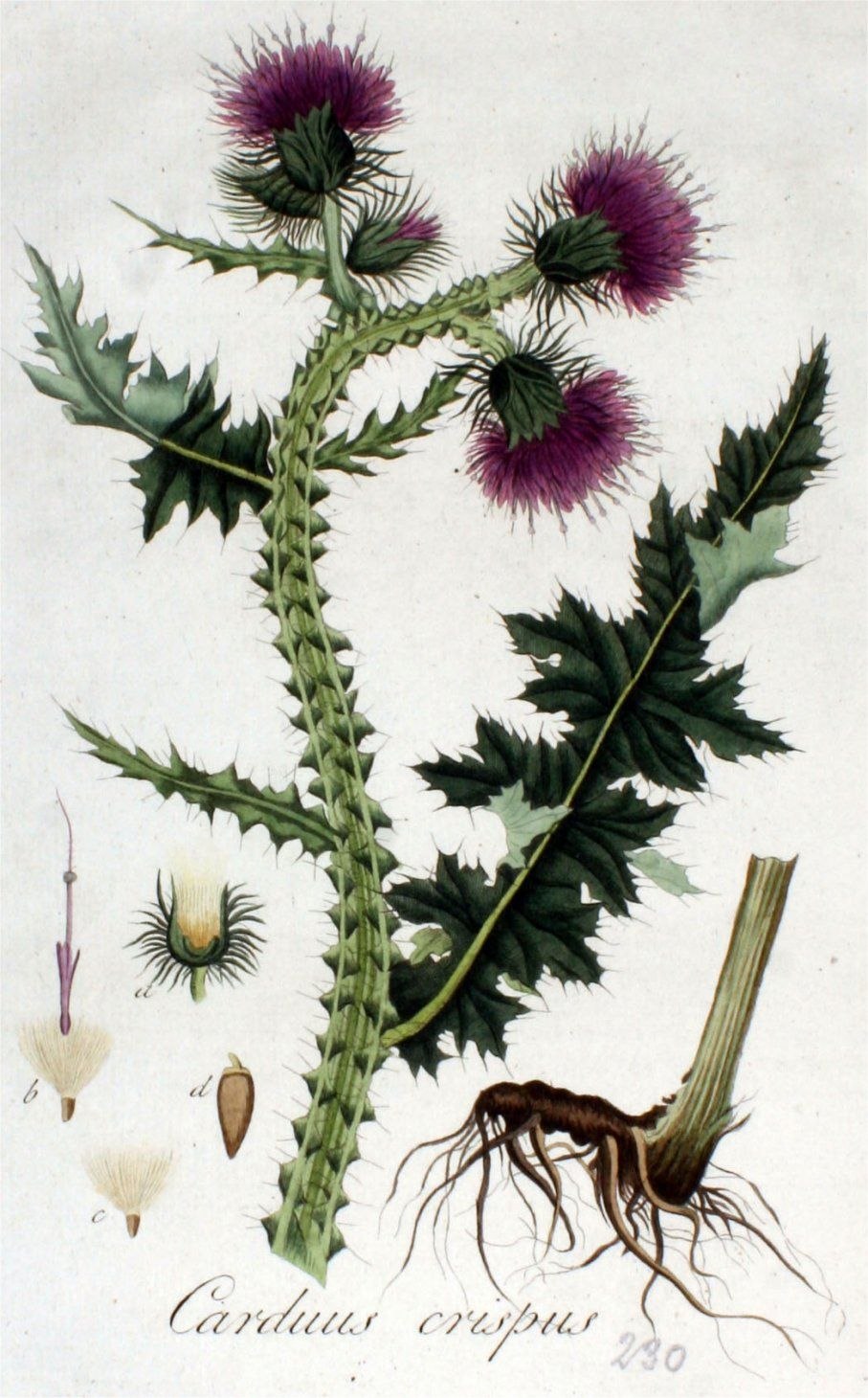 Осот корень