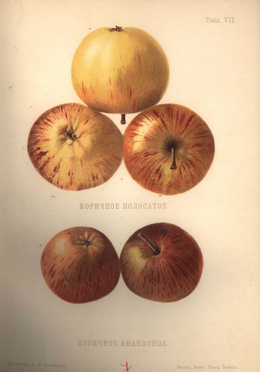 Яблоня коричное ананасное