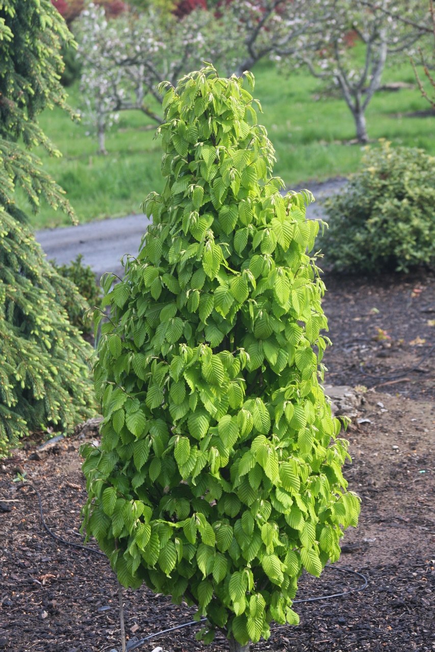 Граб Монументалис