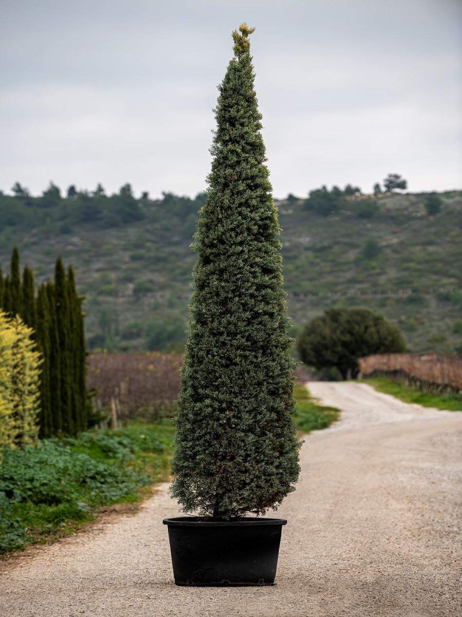 Тис ягодный Фастигиата колоновидный