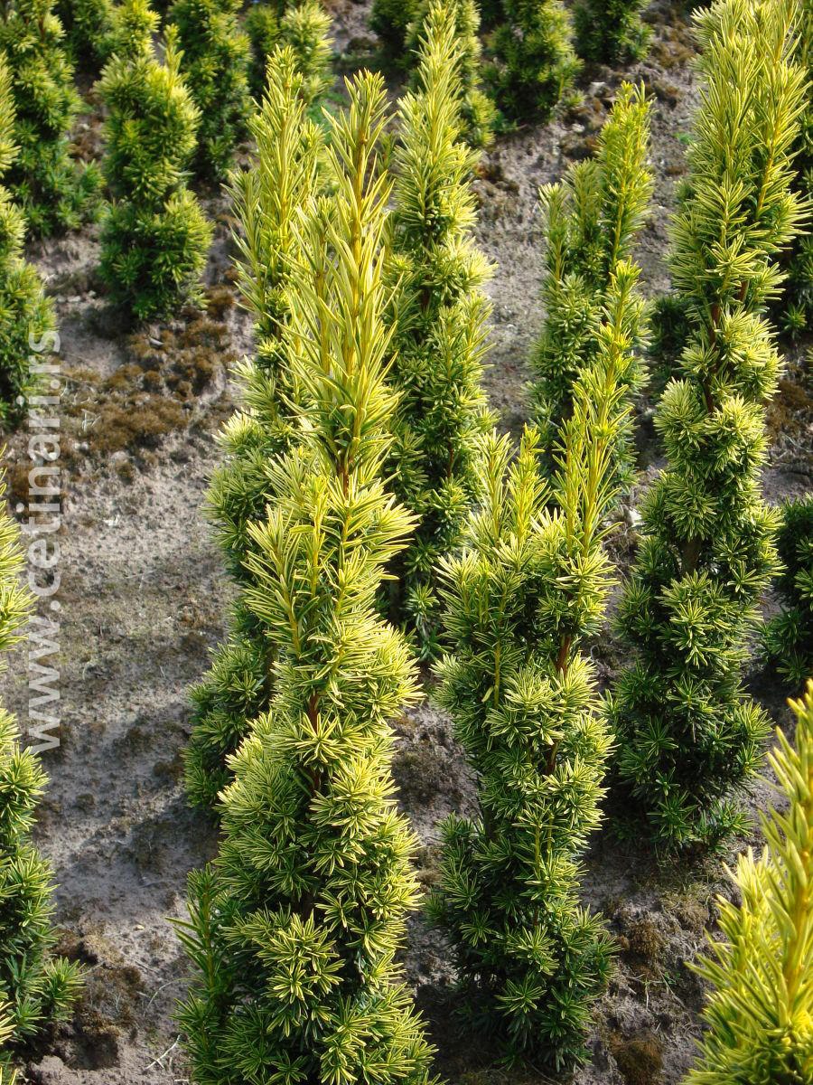 Тис ягодный Фастигиата колоновидный