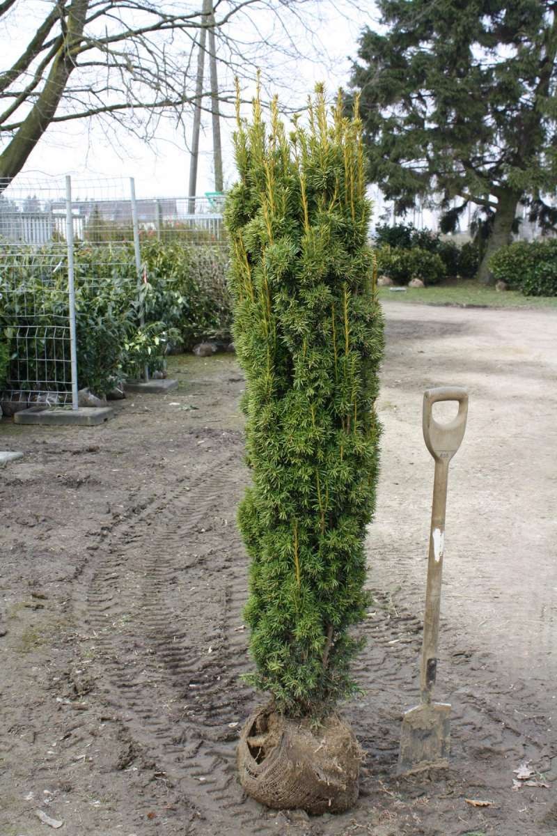 Тис Fastigiata robusta