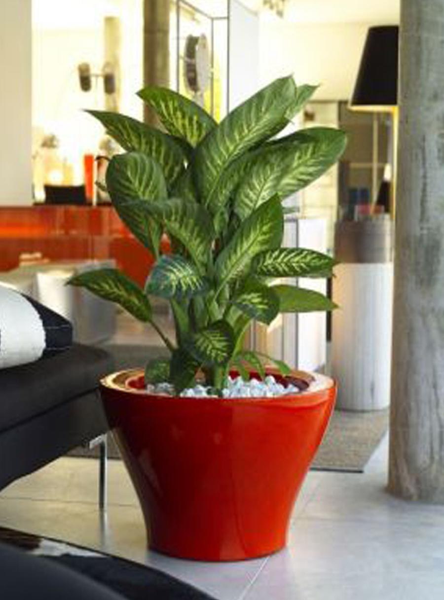 Вриезия Астрид