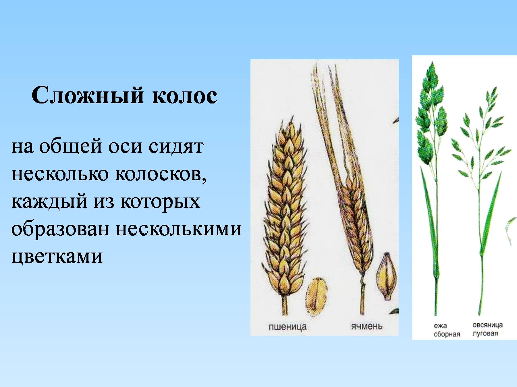 Пшеница простой или сложный. Пшеница сложный Колос строение. Сложный Колос примеры. Соцветие Колос. Сложный Колос биология.