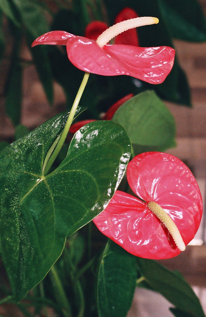 Антуриум цветок белый