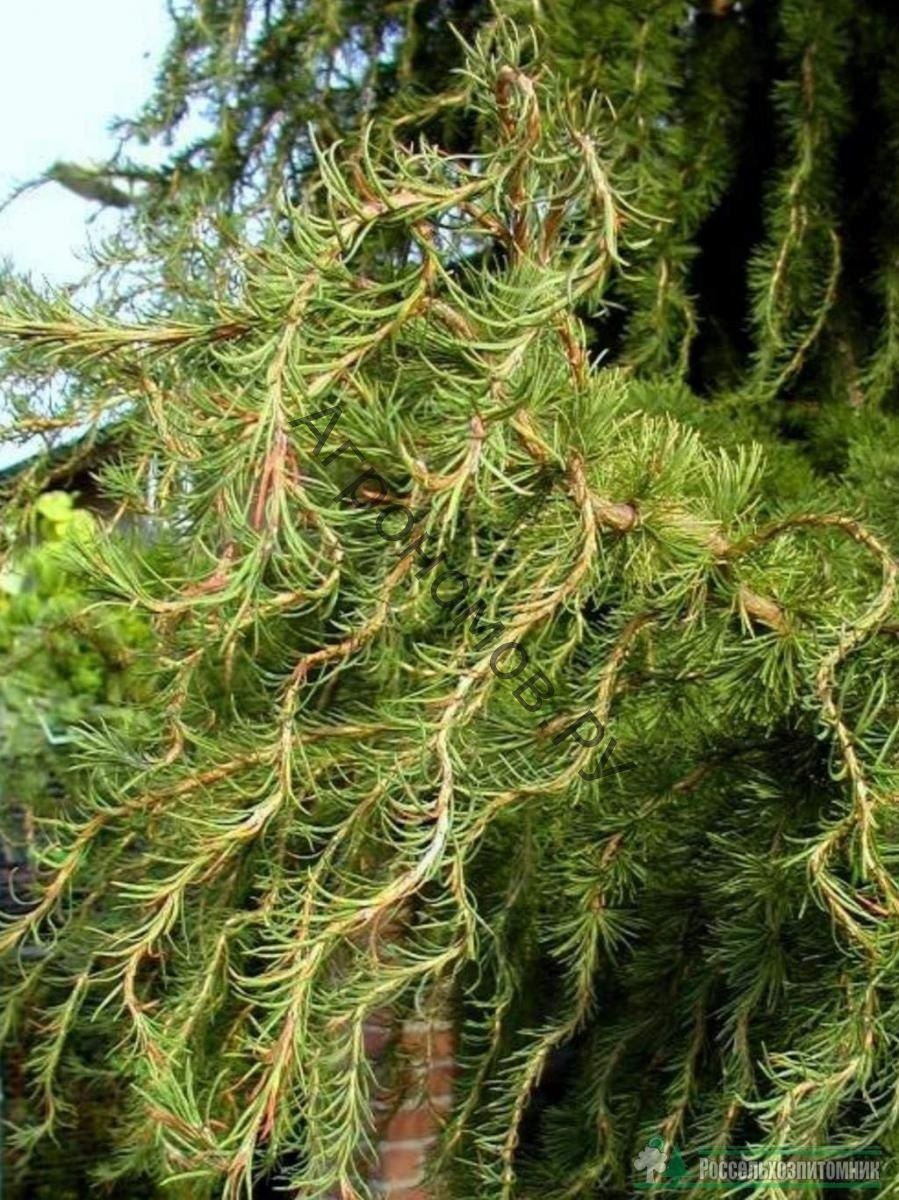 Лиственница плакучая Пендула