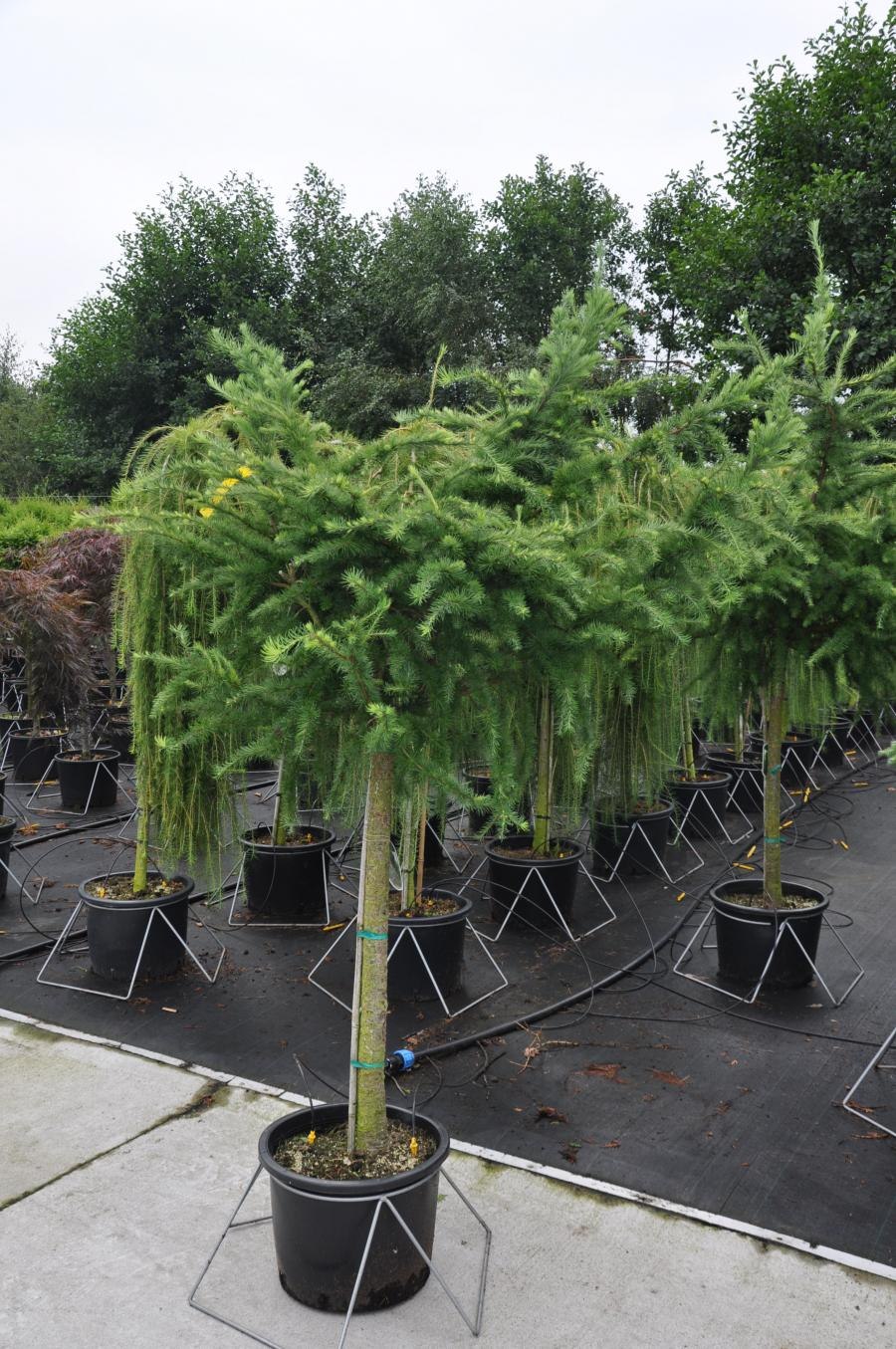 Лиственница японская Пендула