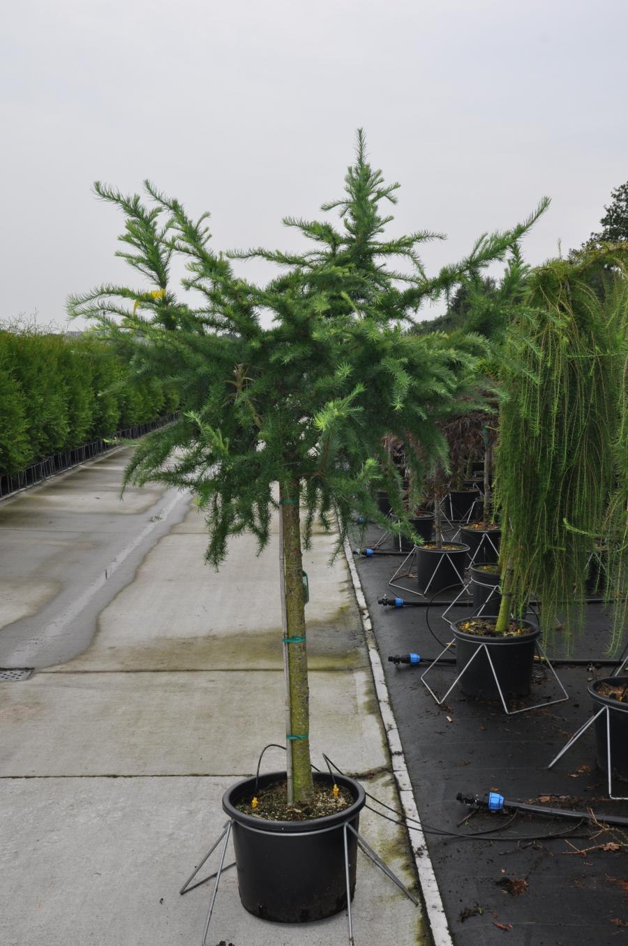 Лиственница кемпфера на штамбе