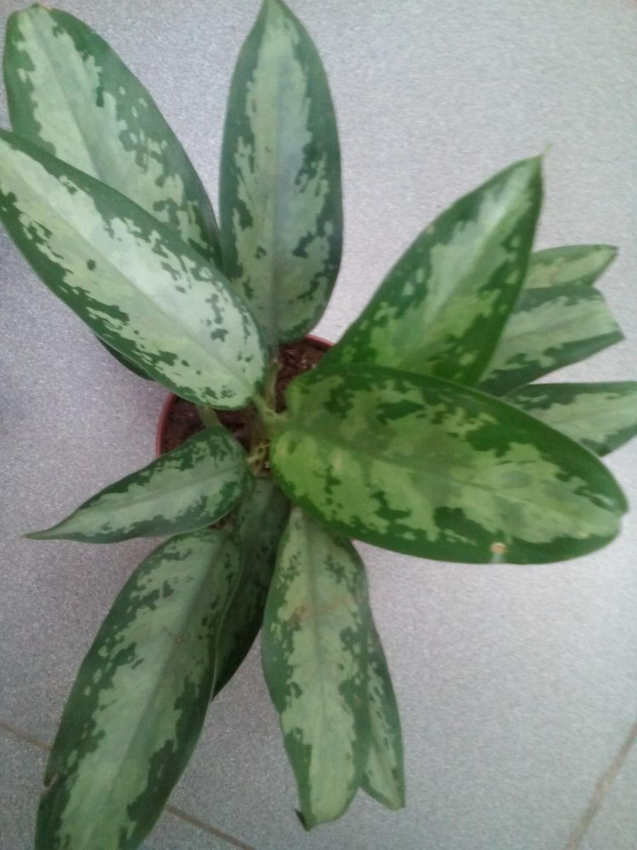 Аглаонема джубили компакта