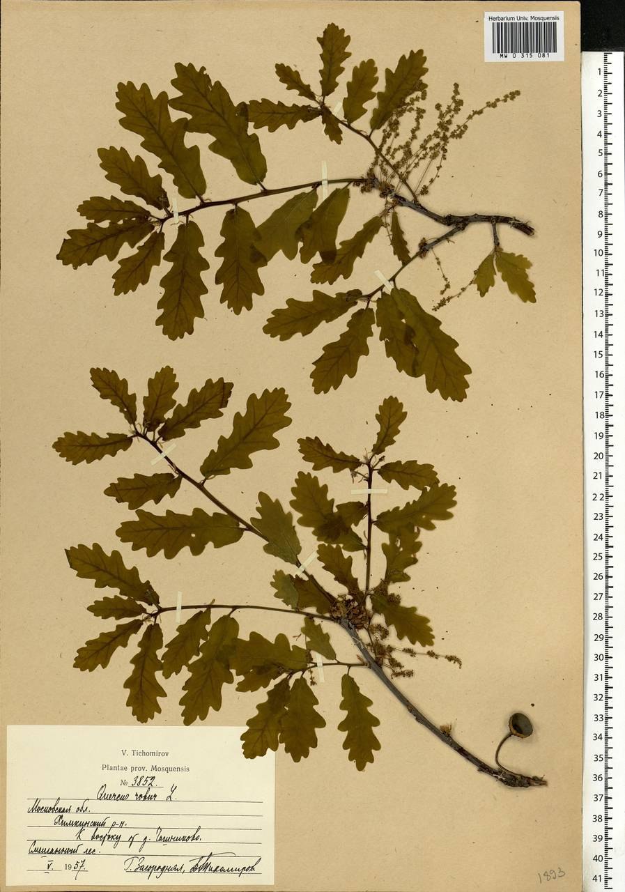 Корневая система туи схема