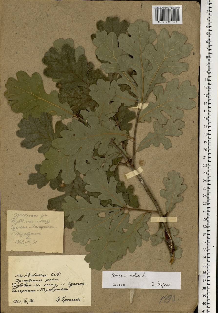 Дуб черешчатый диаметр кроны