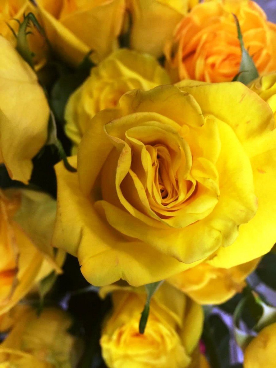 Роза Хай Еллоу Мэджик