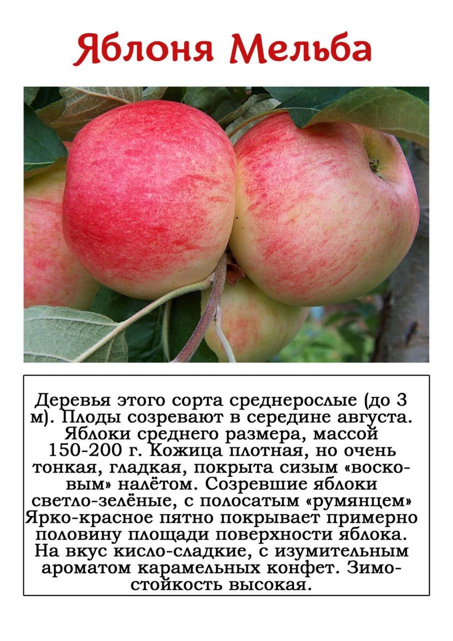 Сорт яблони Мельба