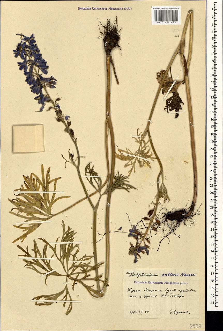 Delphinium dictyocarpum