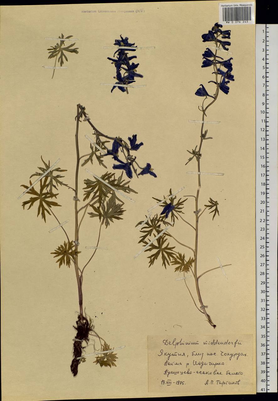 Живокость Миддендорфа