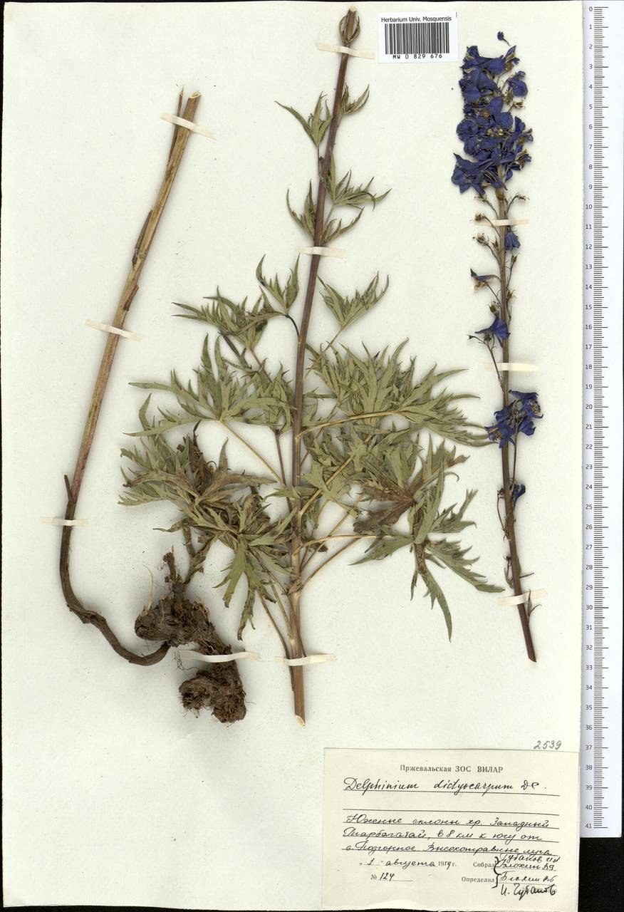 Живокость Думберга