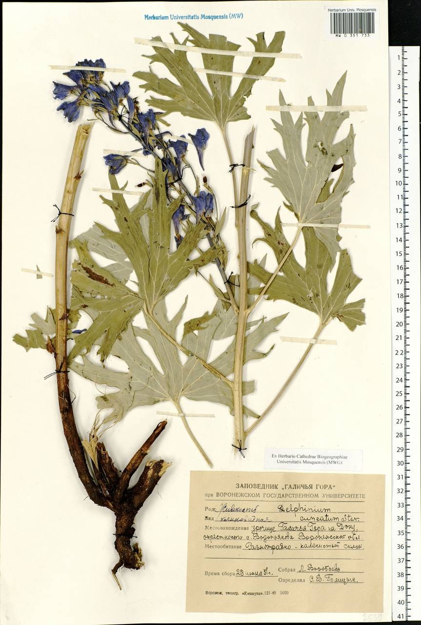 Дельфиниум Полевая Ларкспур