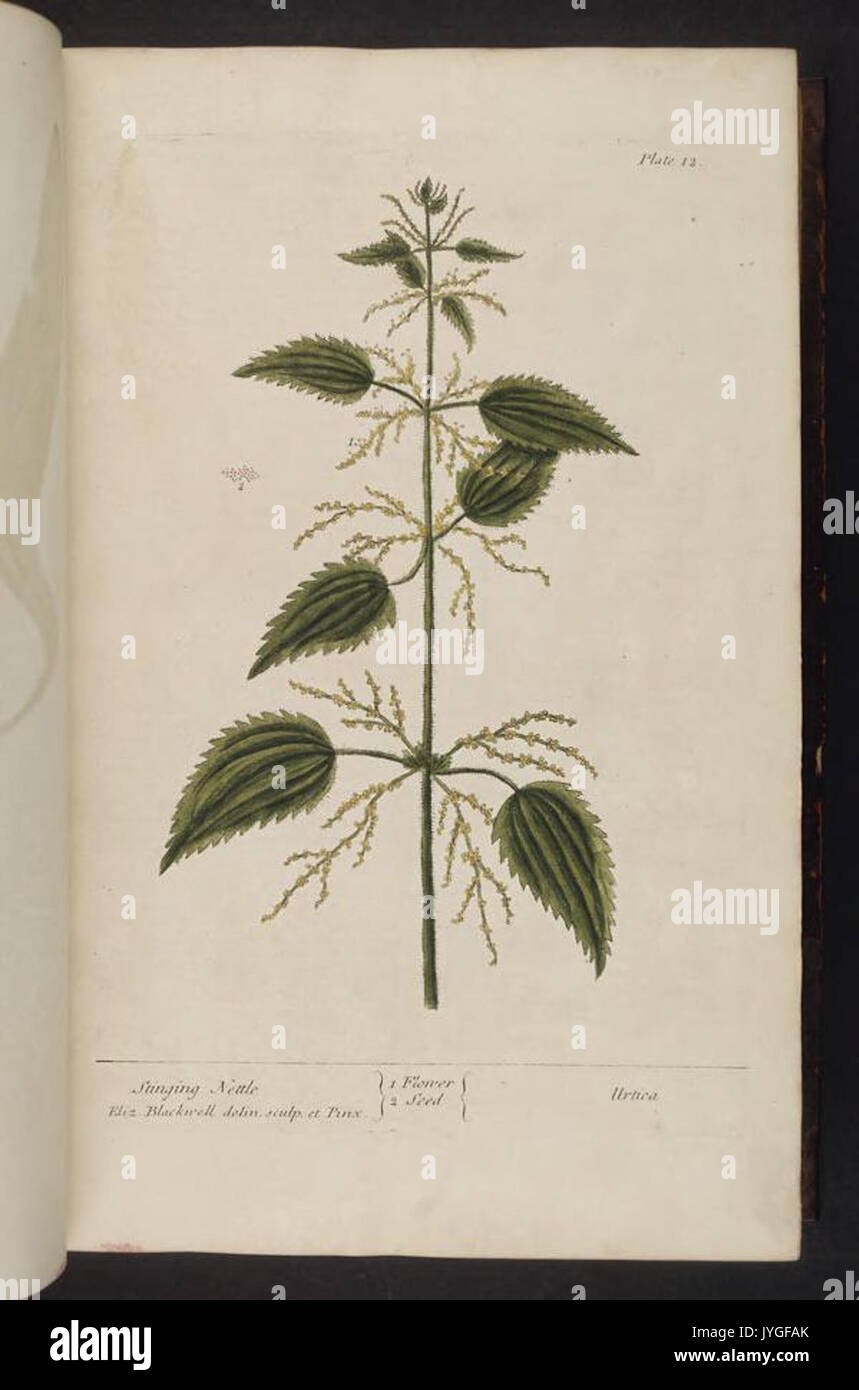Крапива двудомная - Urtica dioica l. (Urticaceae)