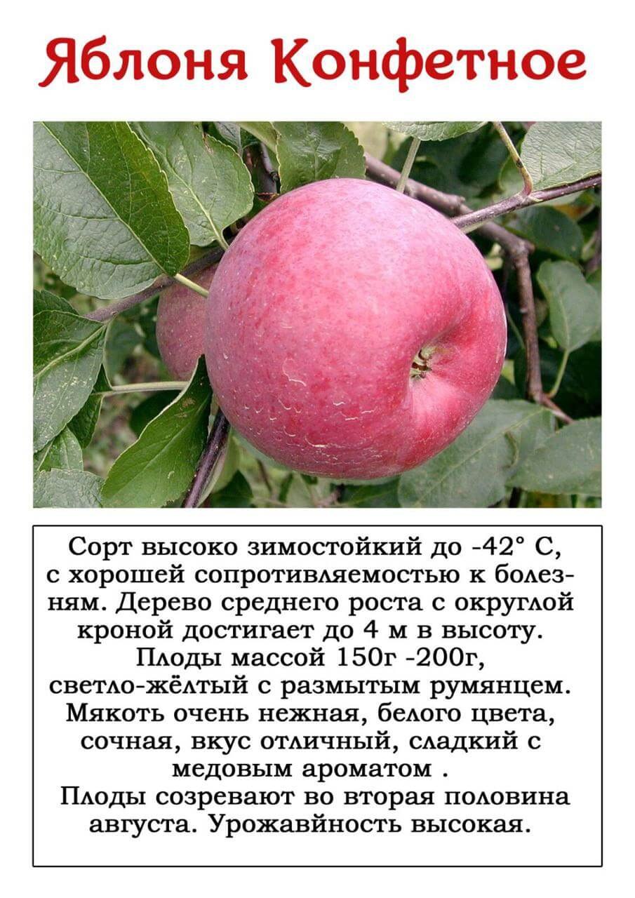 Яблоня Рудольф