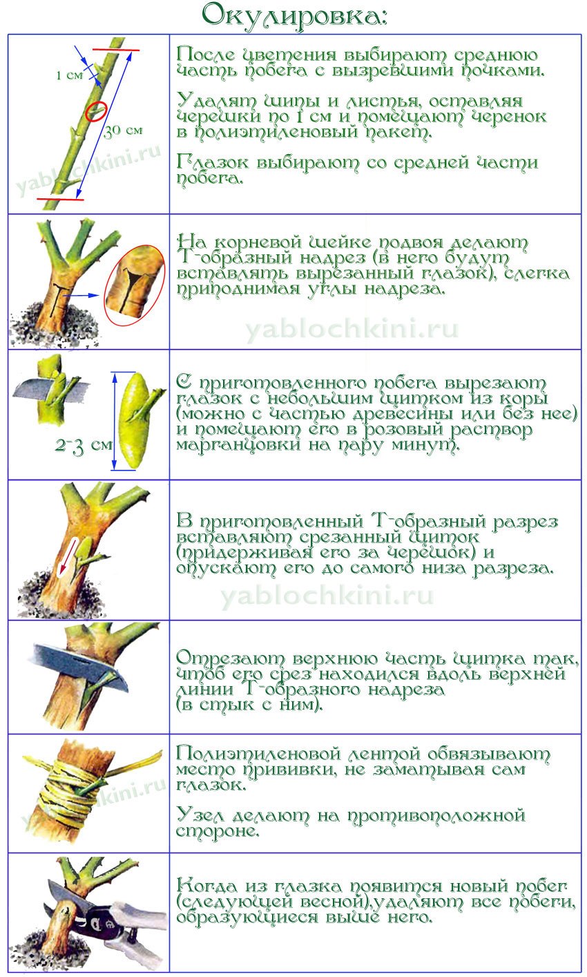 Черенки плетистой розы