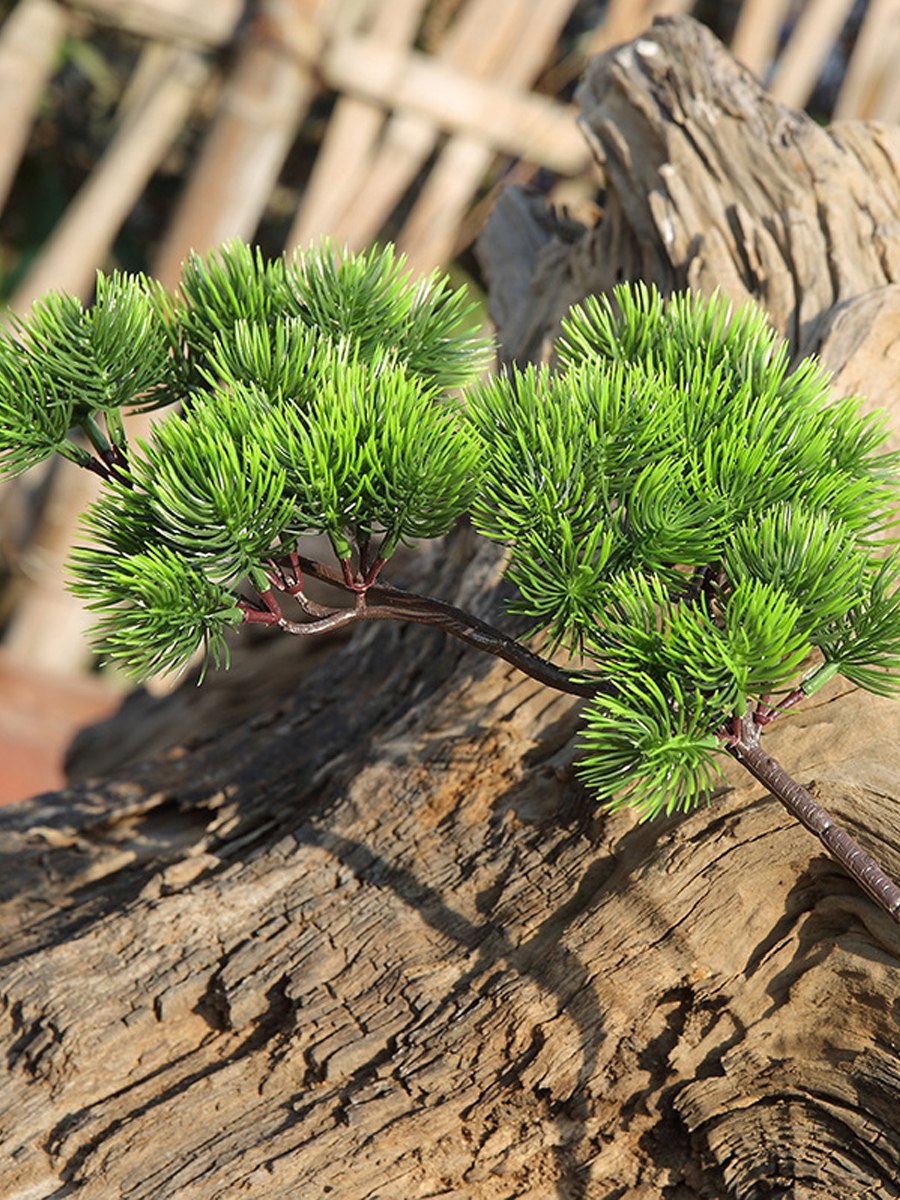 Сосна черная Нана (Nana)